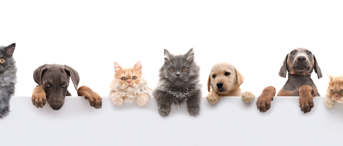 Paws and Whiskers Wonderland: Your Ultimate Guide to Pet Paradise!