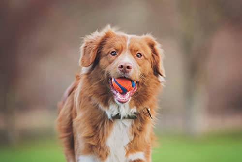 ChuckIt! Ultra Ball Dog Toy, Durable High Bounce Floating Rubber Dog Ball, Launcher Compatible Toy For Dogs