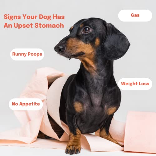 Buddy & Lola Fast-Acting Dog Diarrhea Treatment with Electrolytes - 20 Servings - Tummy Settler For Dogs All Breeds, Sizes and Ages - Syringe Included