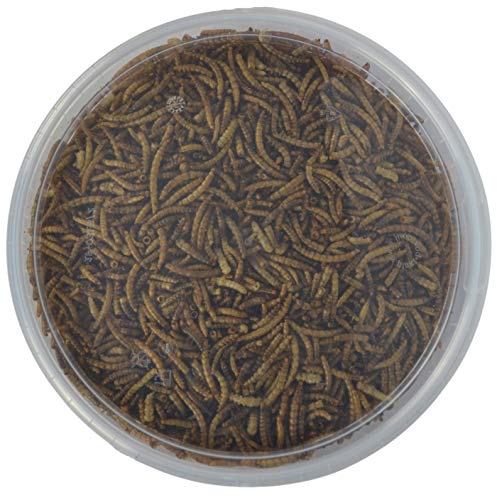 Supa Dried Mealworms for Wild Birds, 3 Litre Bucket, High Energy Protein Rich Treat For Garden Birds, Attract More Birds To Your Garden, Quality Wild Bird Food.
