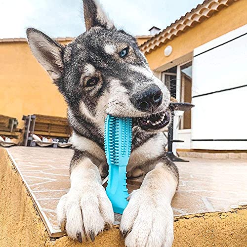 RUCACIO Dog Chew Toys, Tough Durable Dog Toothbrush Toys, Outdoor Interactive Dog Toys Dogs Dental Care Teeth Cleaning Toy, Puppy Dog Birthday Gifts
