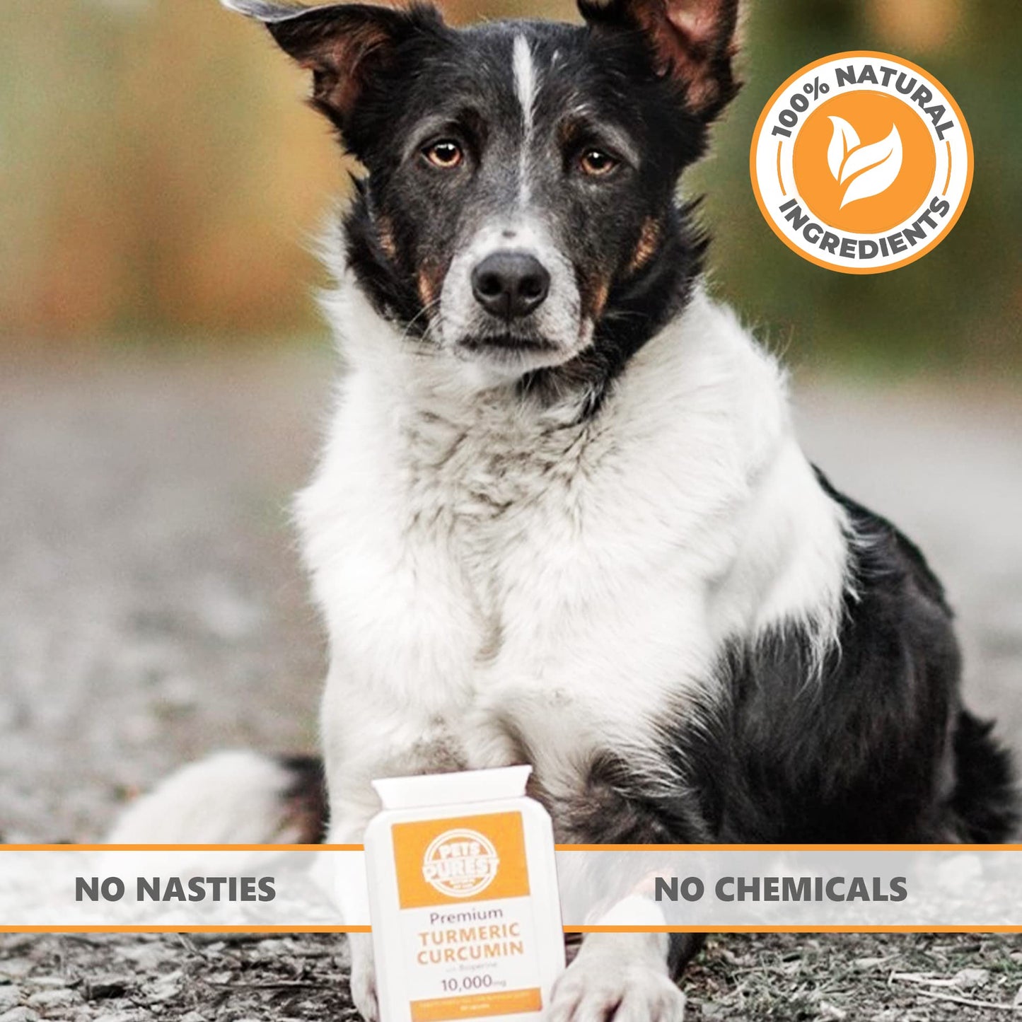 Pets Purest 100% Natural Premium Turmeric For Dogs 10,000mg with Active Bioperine Cats, Horses & Pets Powerful Antioxidant Supplement For Joints & Hips capsules