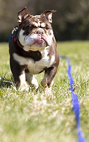 Maximum Pet Products 65ft 20M Dog & Horse Training Lunge Lead. 25mm - 1" Wide. Very Strong