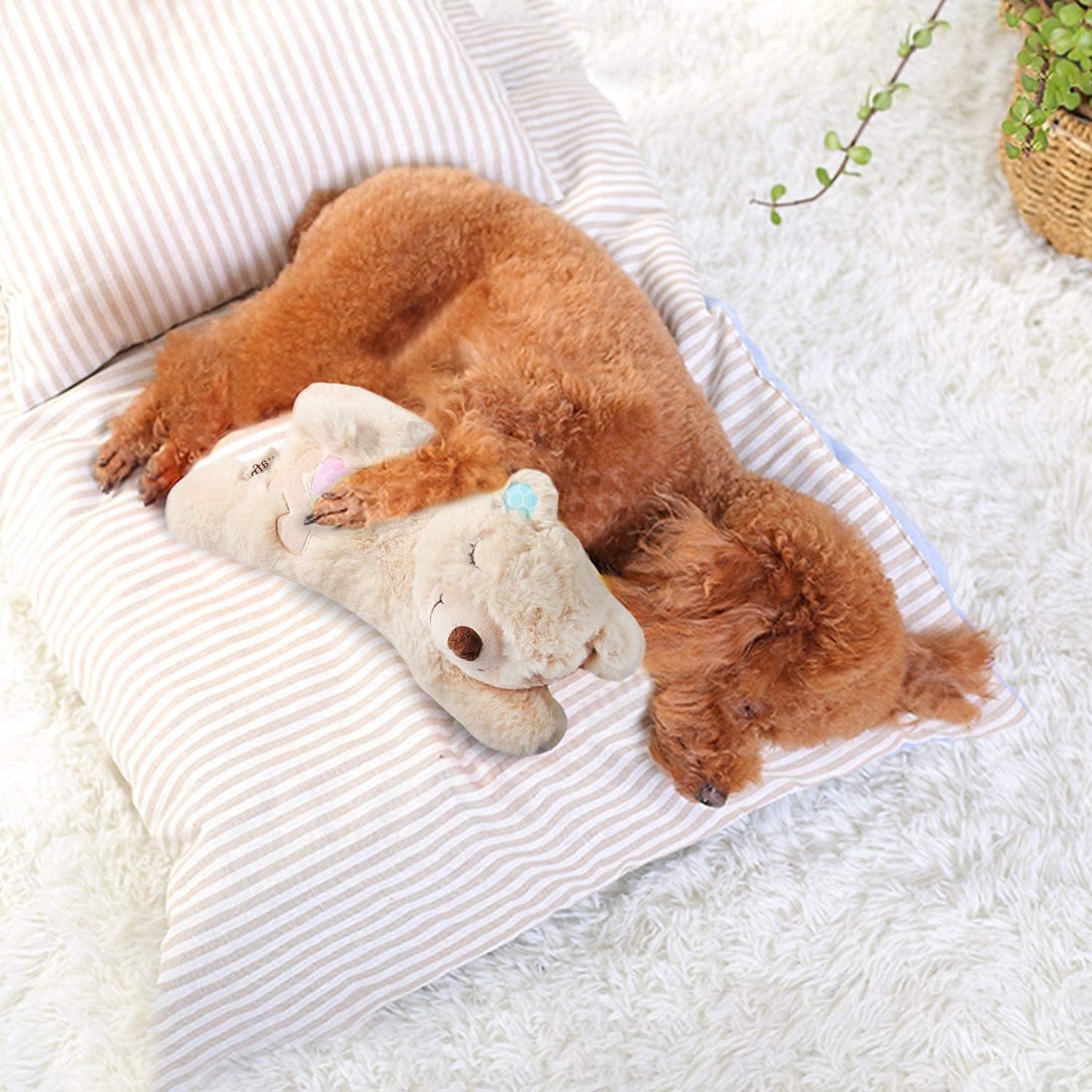 ALL FOR PAWS Little Buddy Heart Beat Sheep, Puppy Toy With Heartbeat Dog Training Toy For Separation Anxiety Relief Behavioral Aid For Pets