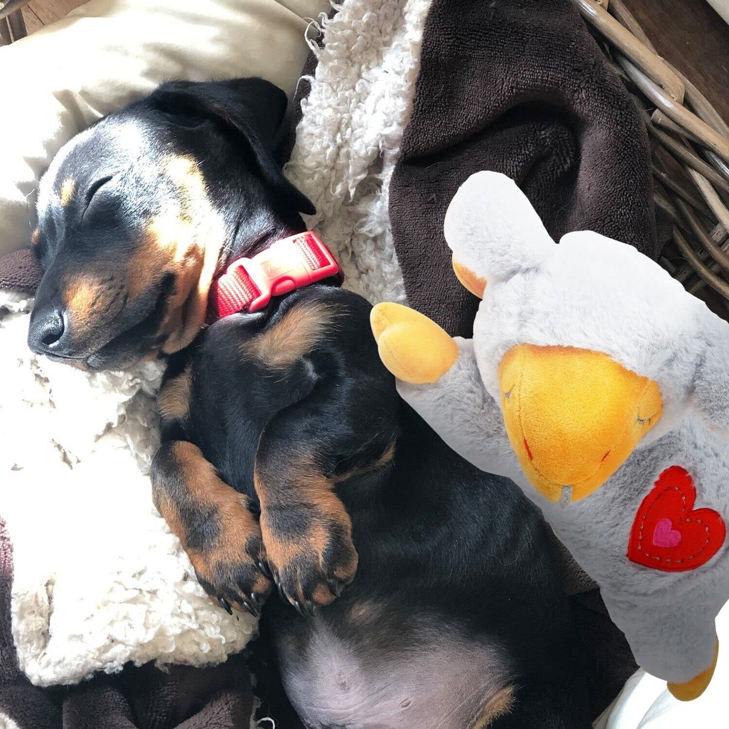 ALL FOR PAWS Little Buddy Heart Beat Sheep, Puppy Toy With Heartbeat Dog Training Toy For Separation Anxiety Relief Behavioral Aid For Pets