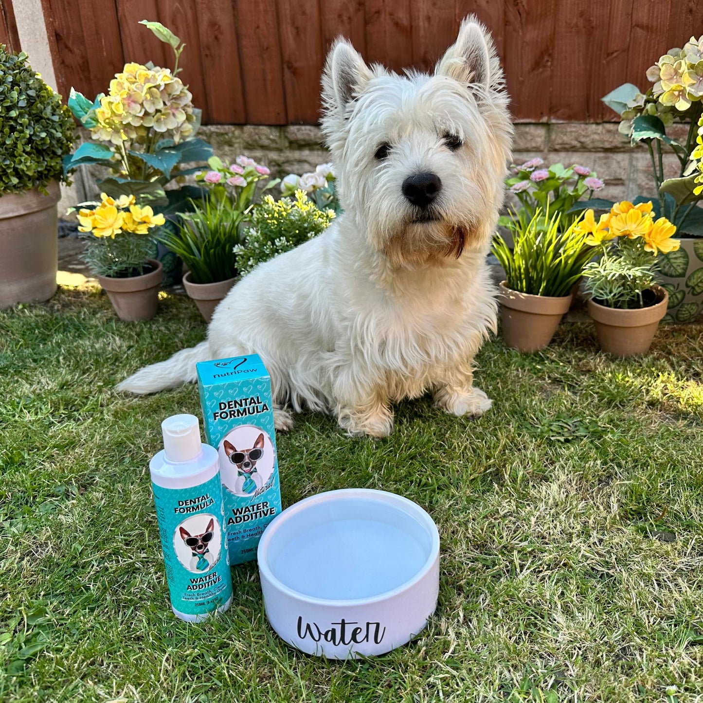NutriPaw Dental Formula Water Additive For Dogs & Cats - Clean Teeth, Healthy Gums & Fresh Breath - Manage Plaque & Tartar Build-Up - Fuss-Free - No Brushing Needed - Cat/Dog Mouthwash & Oral Health