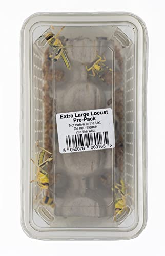 Livefoods4u XL Extra Large Locust Live Food (35-50mm) Bag of 100 - Perfect for Reptiles