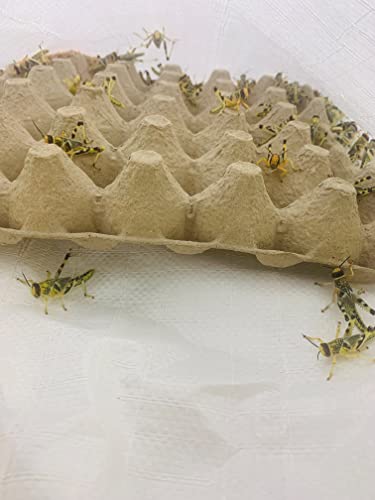 Livefoods4u XL Extra Large Locust Live Food (35-50mm) Bag of 100 - Perfect for Reptiles
