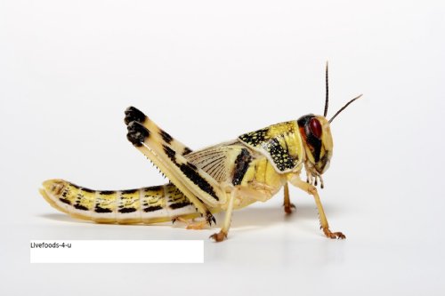 Livefoods4u XL Extra Large Locust Live Food (35-50mm) Bag of 100 - Perfect for Reptiles