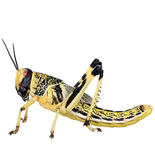 Livefoods4u XL Extra Large Locust Live Food (35-50mm) Bag of 100 - Perfect for Reptiles