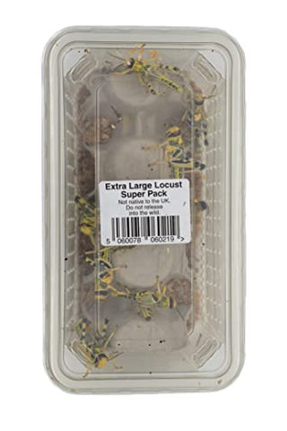 Livefoods4u XL Extra Large Locust Live Food (35-50mm) Bag of 100 - Perfect for Reptiles