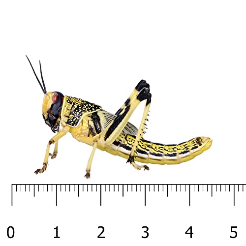 Livefoods4u XL Extra Large Locust Live Food (35-50mm) Bag of 100 - Perfect for Reptiles
