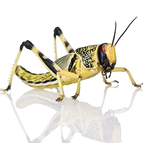 Livefoods4u XL Extra Large Locust Live Food (35-50mm) Bag of 100 - Perfect for Reptiles