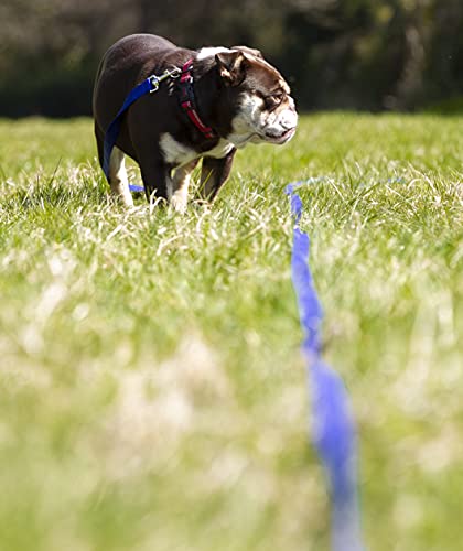 Maximum Pet Products 65ft 20M Dog & Horse Training Lunge Lead. 25mm - 1" Wide. Very Strong