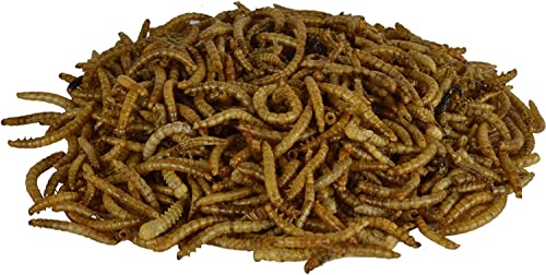 Supa Dried Mealworms for Wild Birds, 3 Litre Bucket, High Energy Protein Rich Treat For Garden Birds, Attract More Birds To Your Garden, Quality Wild Bird Food.