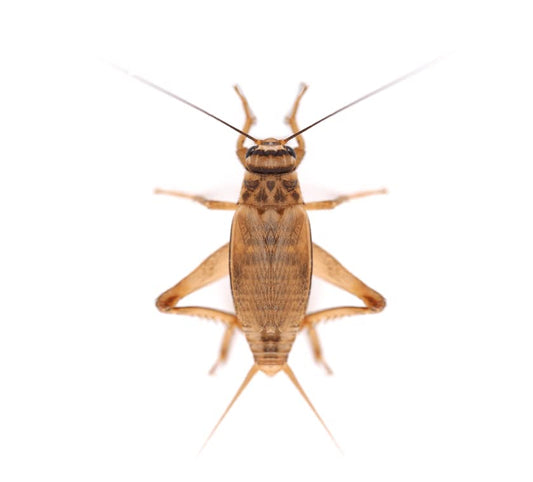 Swell Reptiles Standard Live Brown Crickets for Reptiles 12mm-18mm. 100 Pre-Pack of Crickets to Serve as Live Food for Reptiles