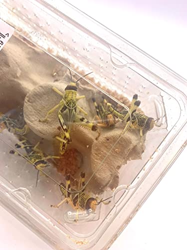 Livefoods4u XL Extra Large Locust Live Food (35-50mm) Bag of 100 - Perfect for Reptiles