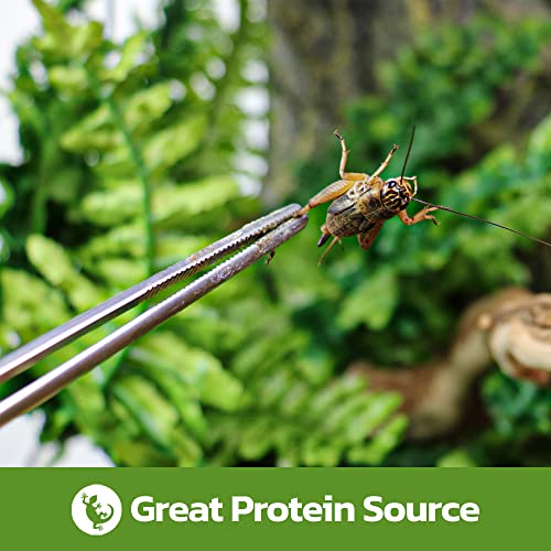 Swell Reptiles Standard Live Brown Crickets for Reptiles 12mm-18mm. 100 Pre-Pack of Crickets to Serve as Live Food for Reptiles