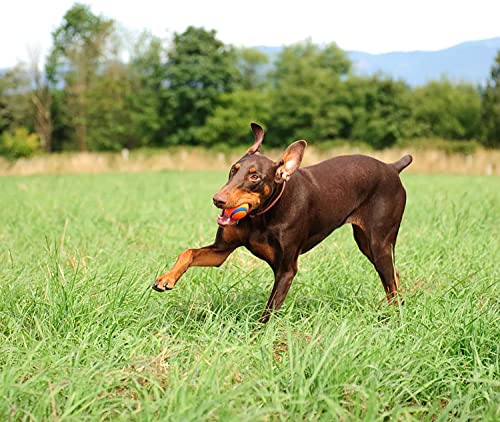 ChuckIt! Ultra Ball Dog Toy, Durable High Bounce Floating Rubber Dog Ball, Launcher Compatible Toy For Dogs