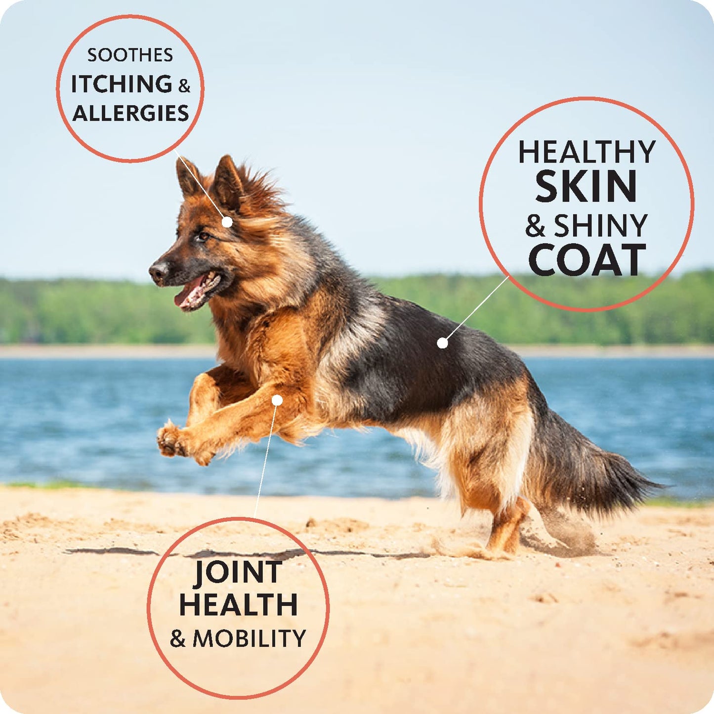 Brilliant Salmon Oil for Dogs, Cats, Puppy, Horse, Ferret & Pets - Pure Omega 3, 6 & 9 Fish Oil Food Supplement | Treats Itchy Skin, Joint Care, Heart Health & Natural Coat Hofseth BioCare